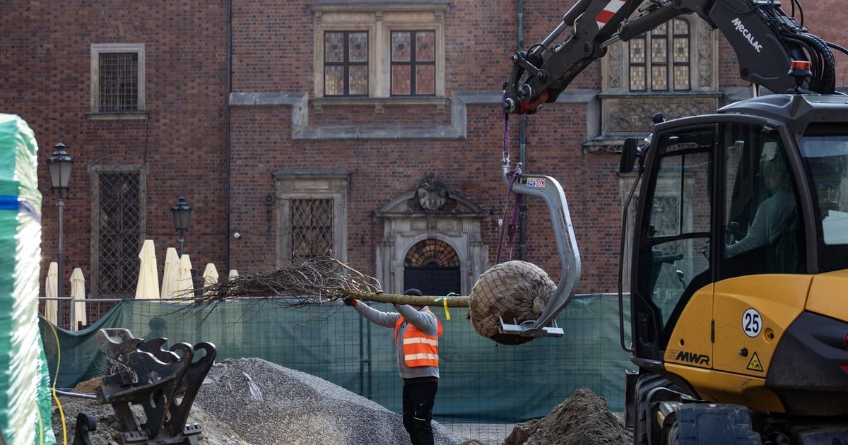 Kolejne drzewa już dotarły na Rynek. Coraz bardziej zielono! | ZDJĘCIA