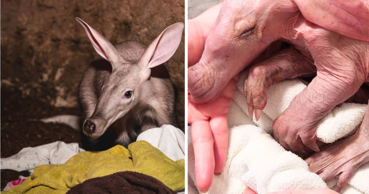 Wygląda jak kosmita. Poznajcie Bubu z wrocławskiego zoo