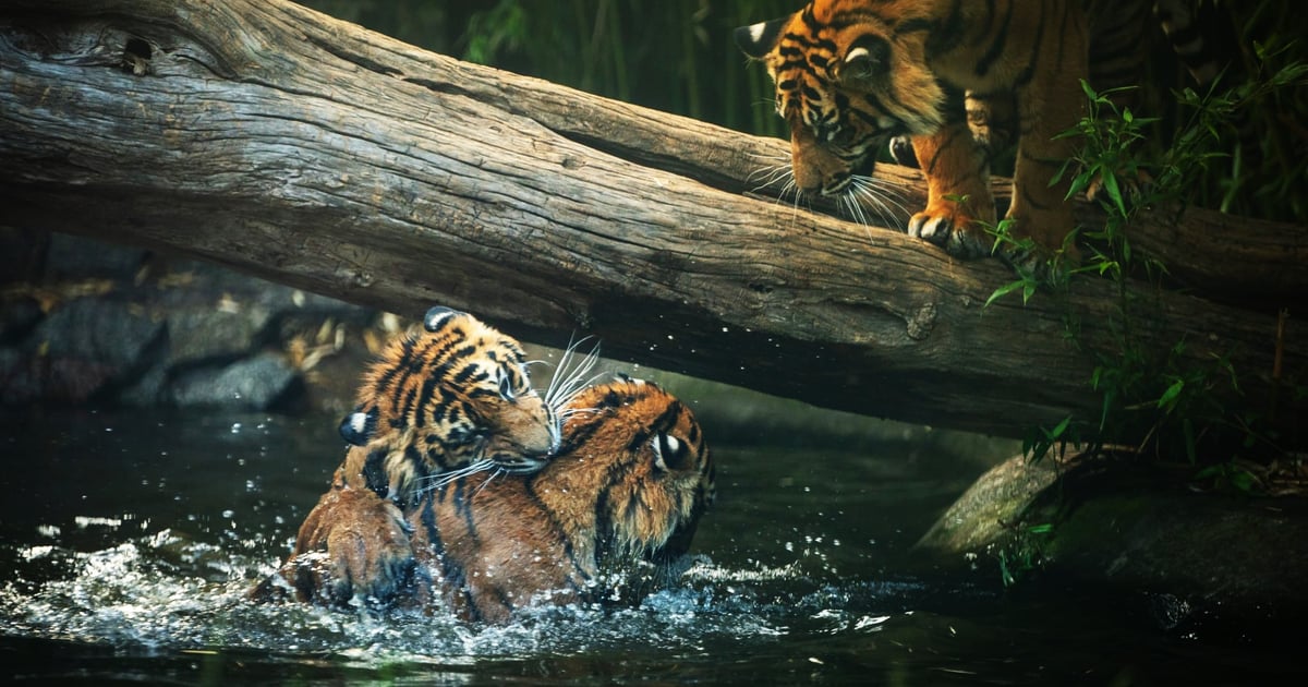 Zobacz, jak dokazują w basenie tygrysy z wrocławskiego zoo! | FILM