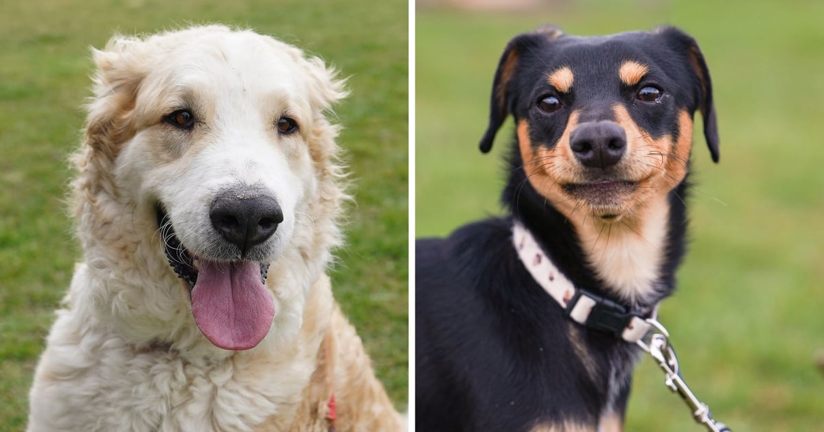 Śliczne psy do adopcji z wrocławskiego schroniska [ZDJĘCIA]