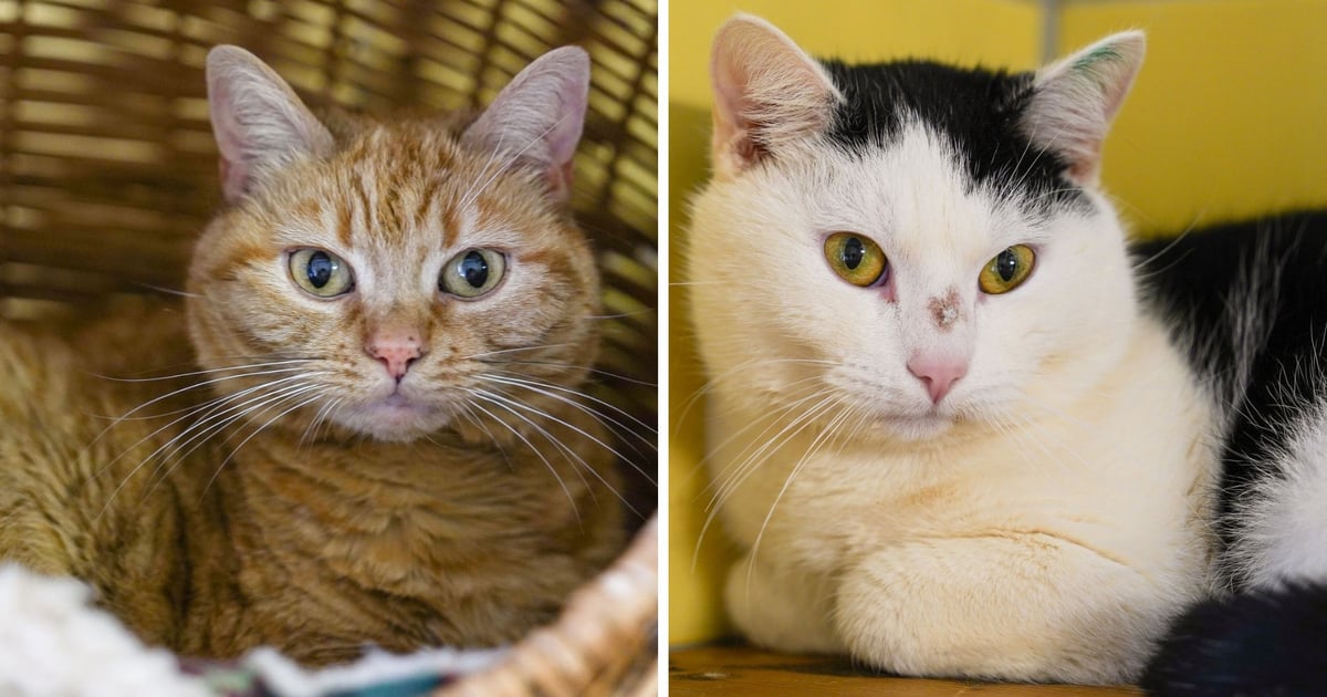 Przepiękne kotki do adopcji z wrocławskiego schroniska [ZDJĘCIA]