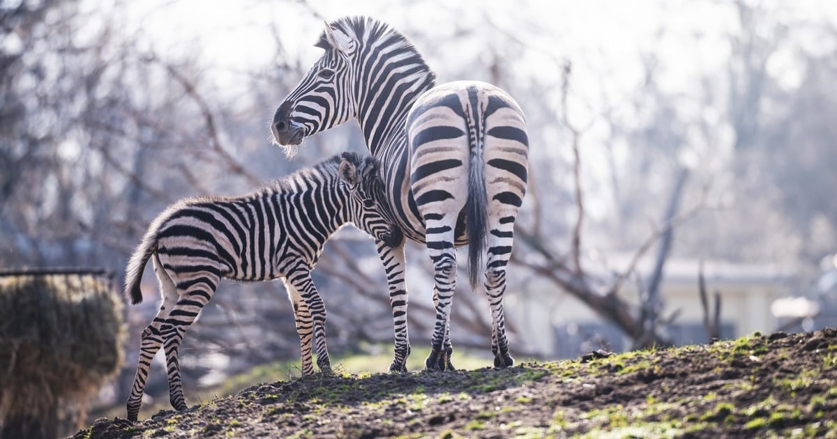 Brukselka, dzieci Wariatki i Drakuli oraz inne maluchy. Babyboom w zoo [ZDJĘCIA]