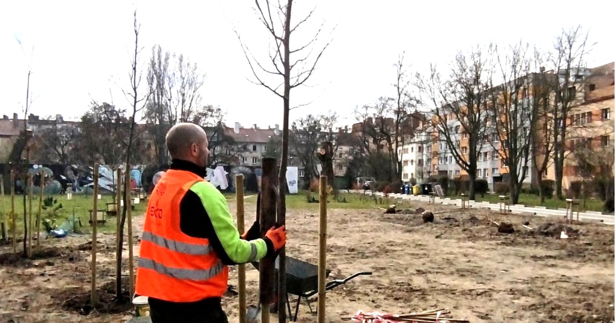 Będzie pięknie! Wrocławskie Mieszkania ruszyły z wiosennymi nasadzeniami | ZDJĘCIA