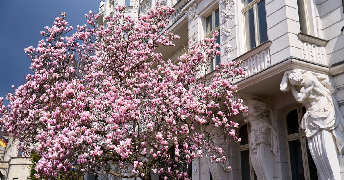 Zjawiskowa magnolia na Podwalu już kwitnie. Grzech tego nie zobaczyć