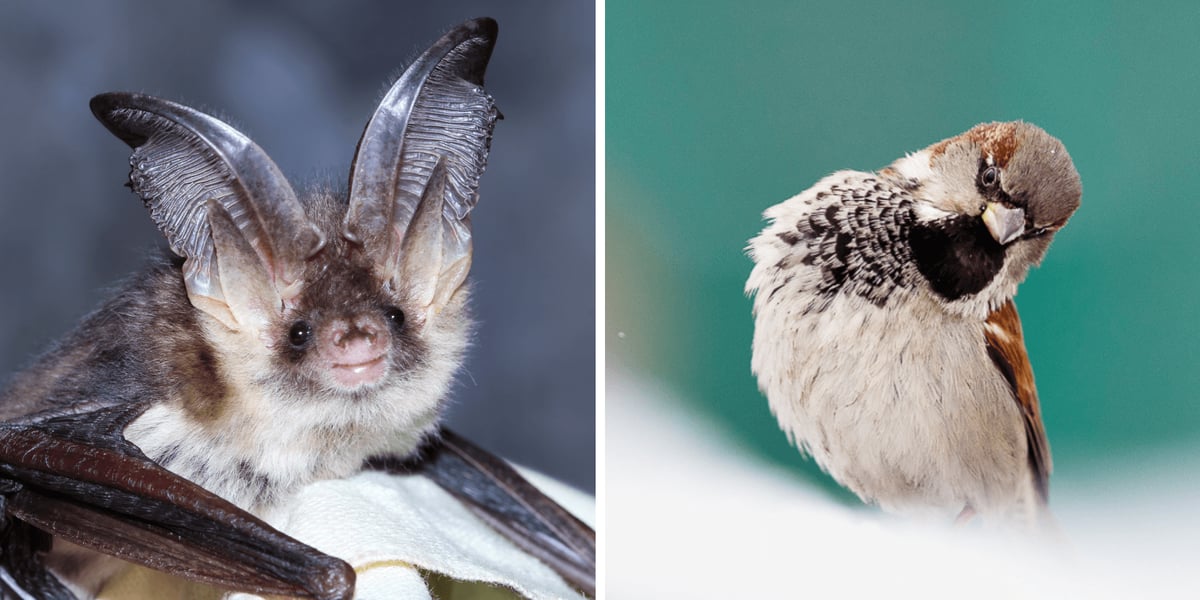 Bezpłatne szkolenie dla tych, którzy nie chcą krzywdzić ptaków i nietoperzy