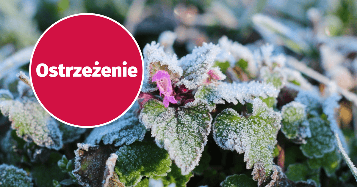 Uwaga, będą przymrozki we Wrocławiu! Ostrzeżenie IMGW