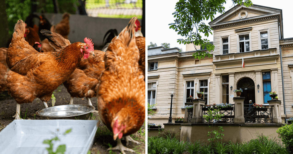 Kury i kaczki zmieniły adres. Będą pomagać ludziom