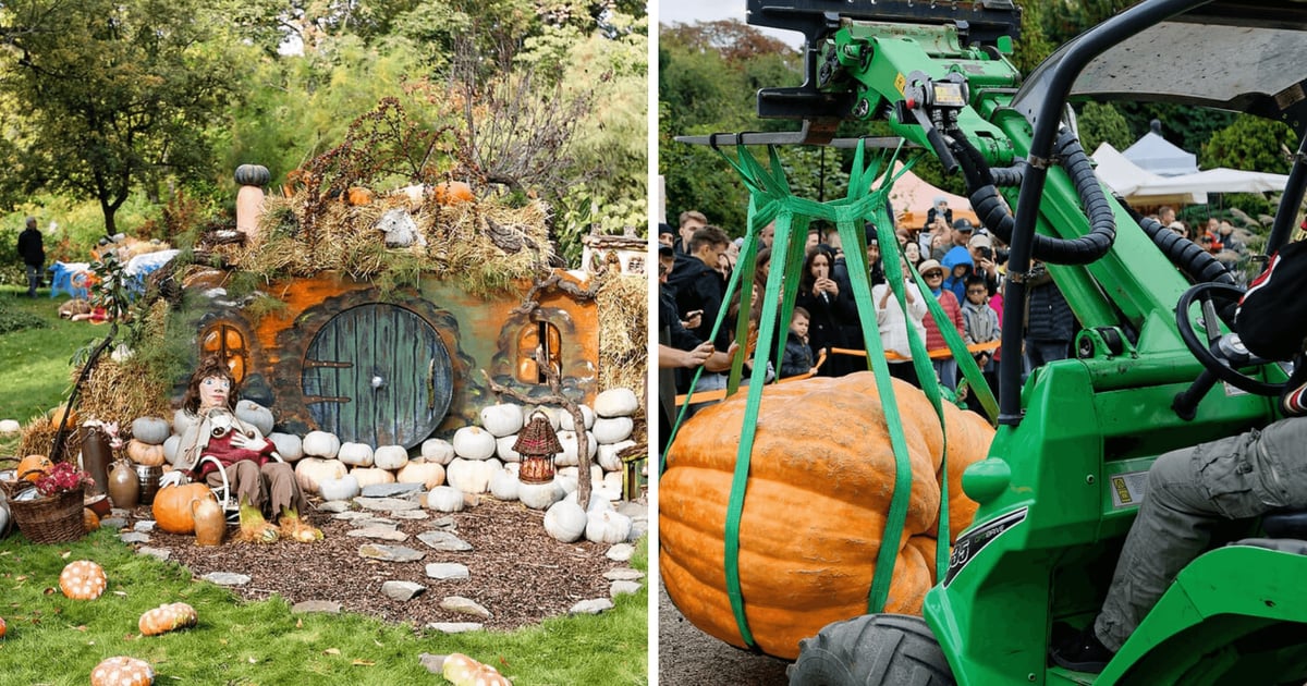 23. Festiwal Dyni w Ogrodzie Botanicznym. Najcięższa ważyła prawie 700 kg!