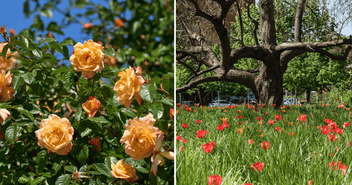 Niech Wrocław zakwitnie! Przyjdź w piątek na Rynek, weź kwiatka i zainspiruj się!