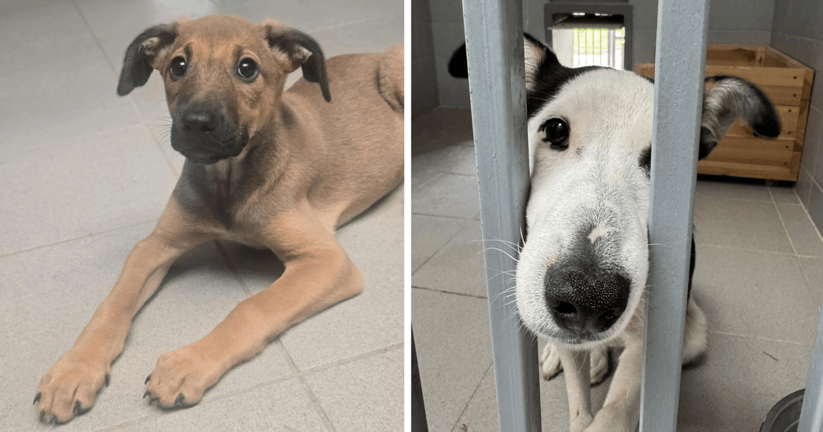 17 psów i 12 kotów - tyle zwierząt trafiło w weekend do schroniska