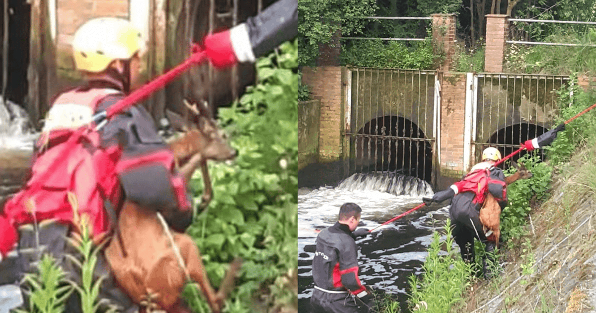 WOPR uratował koziołka, który wpadł do strumienia na Janówku