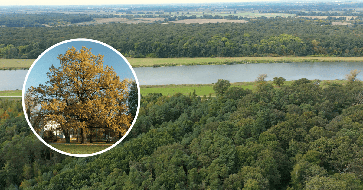 Zielone skarby Wrocławia: 119 pomników przyrody, które opowiadają historię miasta [WIDEO]