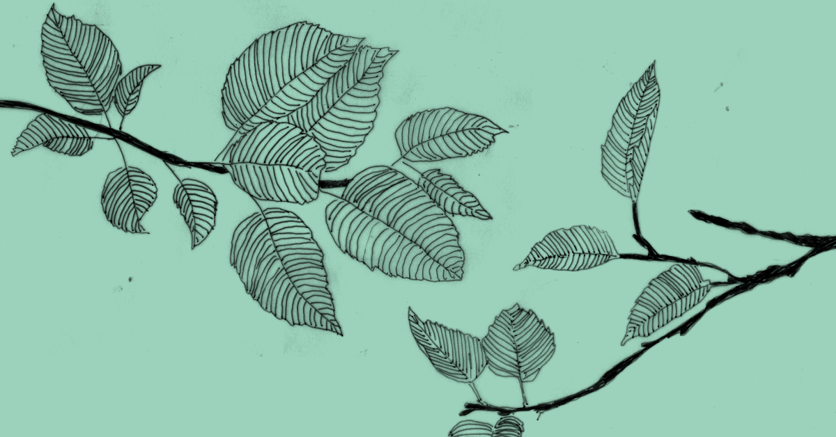 Jakie zmiany na terenie zieleni wzdłuż Klimasa?