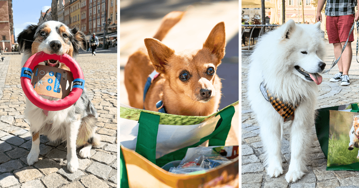 Psie Piękności odebrały nagrody. Zobaczcie jakie z nich słodziaki!