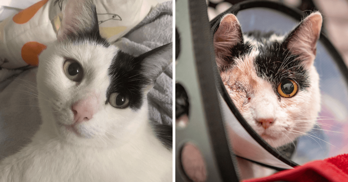 Na Gaju ktoś strzelał ze śrutówki do kota. Zwierzę miało 18 ran