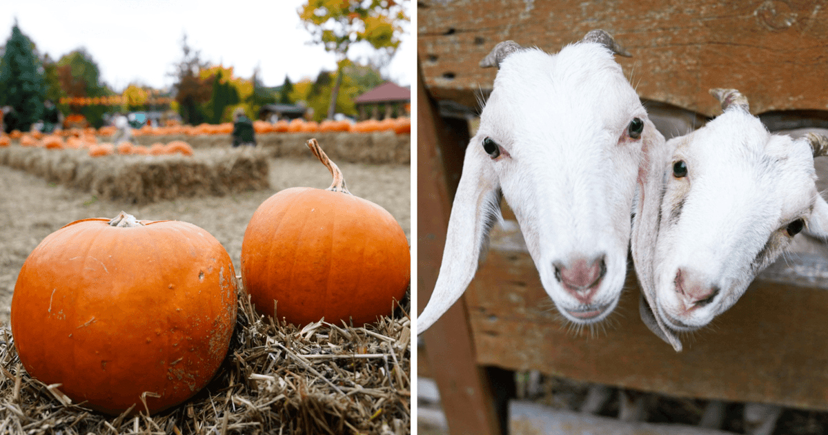 Dynie, kozy, labirynt i nie tylko. Odwiedź z nami Farmę Dyniową!