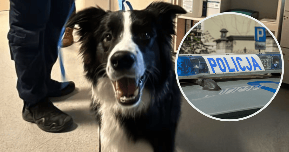 Wrocław: Kopał psa podczas spaceru. Policja odebrała mu go w parku