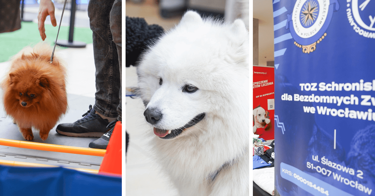 Psy żegnały zimę w Pasażu Grunwaldzkim podczas... PSYwitania wiosny