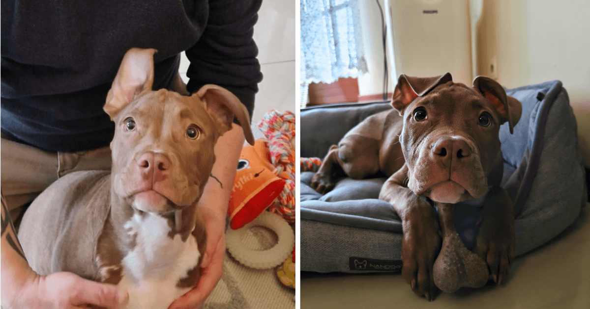 Koszmar suczki Lulu przeszedł do historii. Od dziś ma nowy, dobry dom