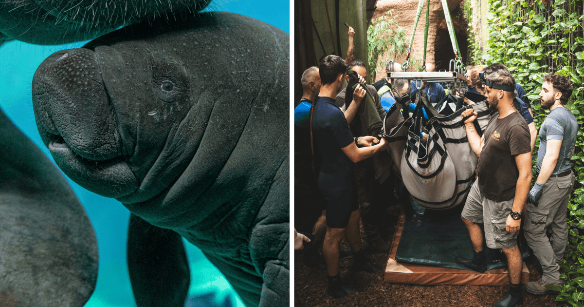 Ambroży w podróży, czyli zoo pakuje manatki. Zobaczcie wyjazd pierwszego manata | FILM, ZDJĘCIA