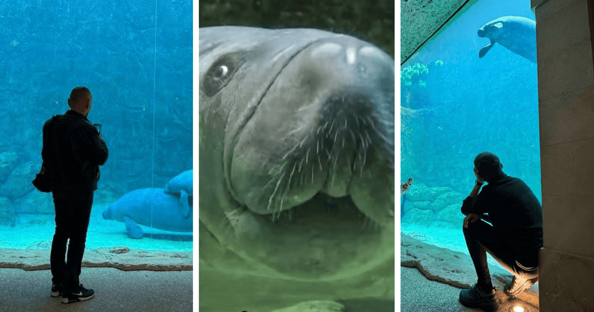 Cały, zdrowy i zadowolony. Manat Ambroży ma się świetnie w nowym miejscu