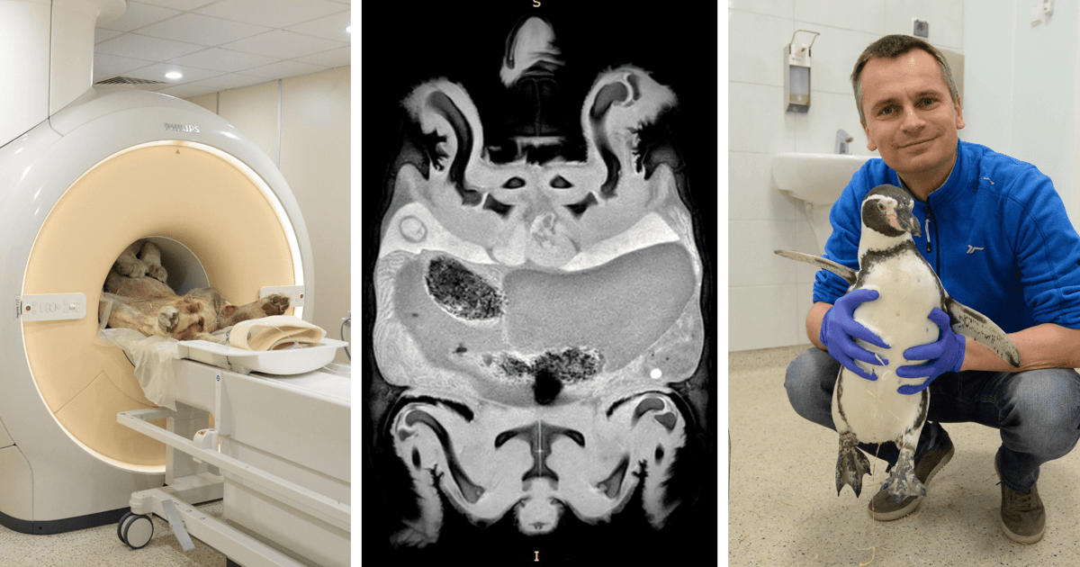 Z wężem i żółwiem na rezonans? We Wrocławiu bada się też lwy i pingwiny