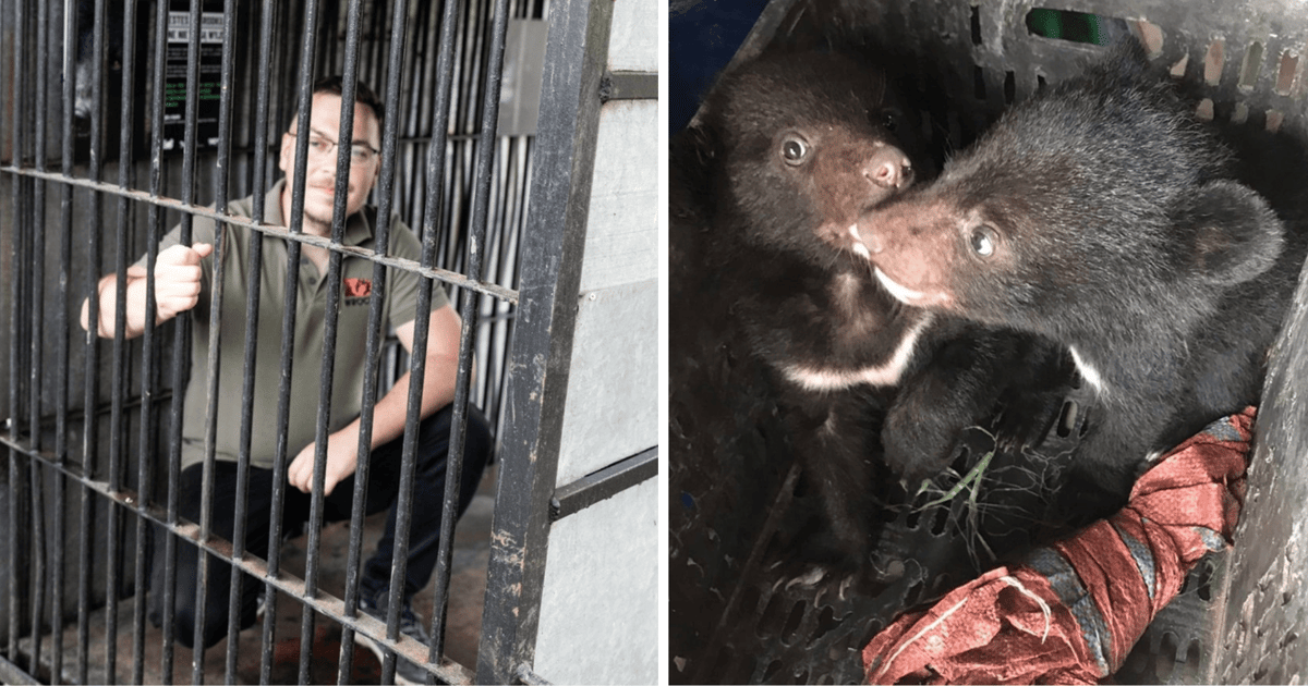 „Wyobraź sobie całe życie w klatce” - akcja na rzecz niedźwiedzi we wrocławskim zoo | ZDJĘCIA