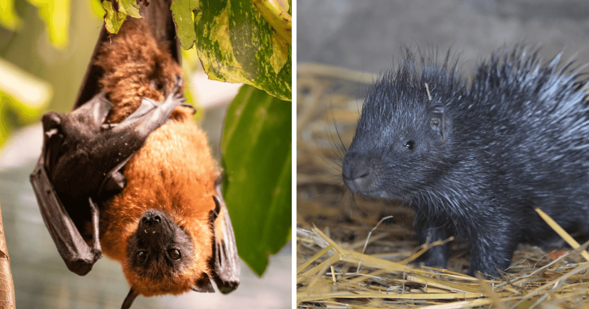 Kolejne maluchy we wrocławskim zoo | ZDJĘCIA
