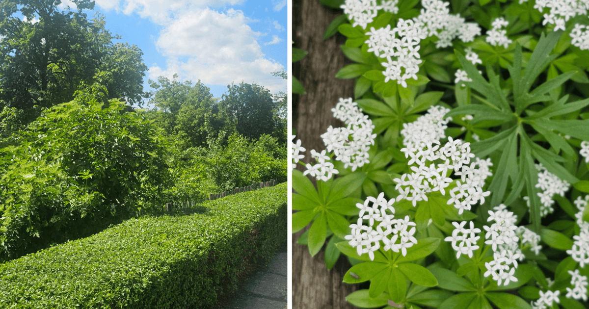Kieszonkowy las Miyawaki ma się świetnie i tętni życiem! | ZDJĘCIA
