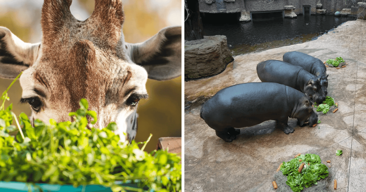 Zoo szykuje się do budowy Żyrafiarni i nowego wybiegu dla hipopotamów