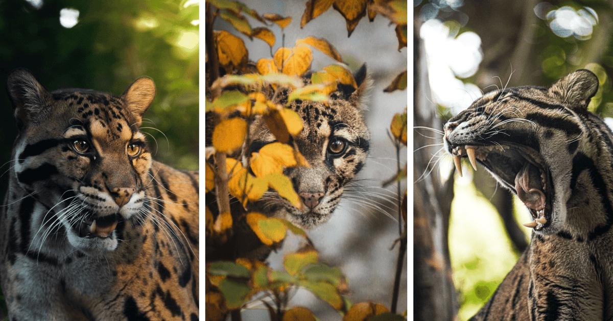 Dzień Pantery Mglistej. Koty z ZOO Wrocław na wyjątkowych zdjęciach Kachy Kulios Nowe artykuł z galerią zdjęć