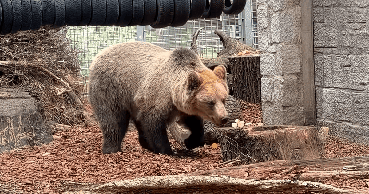 Wrocławskie zoo przedstawia Artura - niedźwiedzia, który zamieszka na leśnym wybiegu