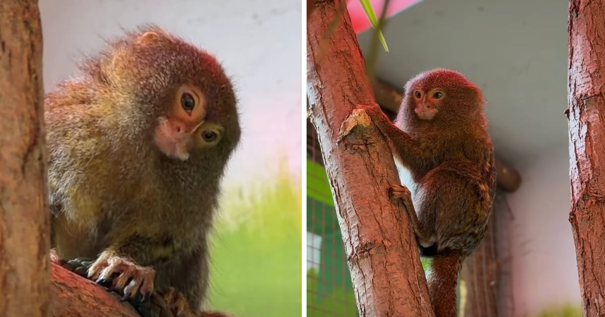 Najmniejsze małpy świata mieszkają we wrocławskim zoo | ZDJĘCIA