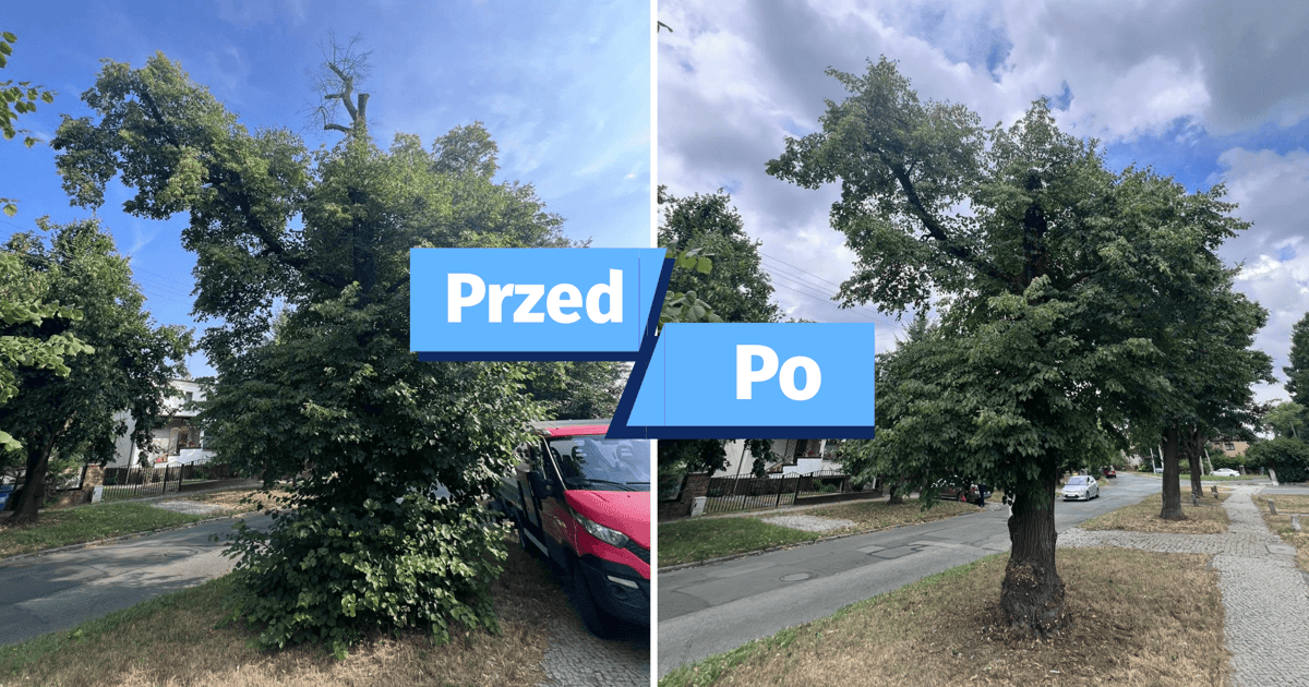 Specjaliści z ZZM sprawdzili kondycję ponad 100 drzew na Psim Polu
