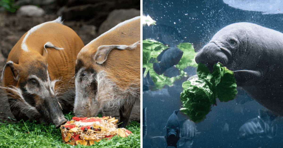 ZOO Wrocław od zaplecza: to tu jest jedzenie dla zwierząt | FILM, ZDJĘCIA