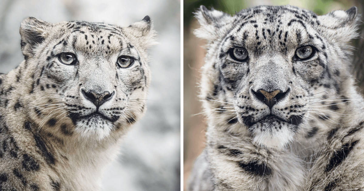 Pantery śnieżne z wrocławskiego zoo ogarnęła euforia. Sprawdźcie, dlaczego