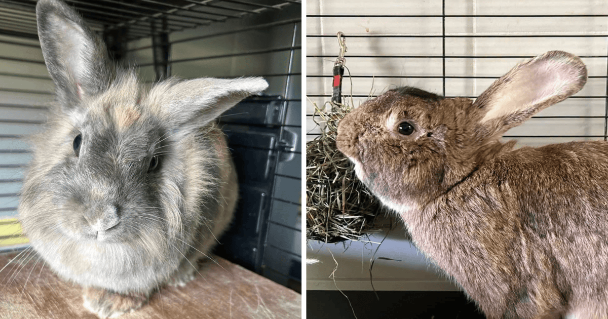 Króliki z wrocławskiego schroniska polecają się do adopcji | ZDJECIA