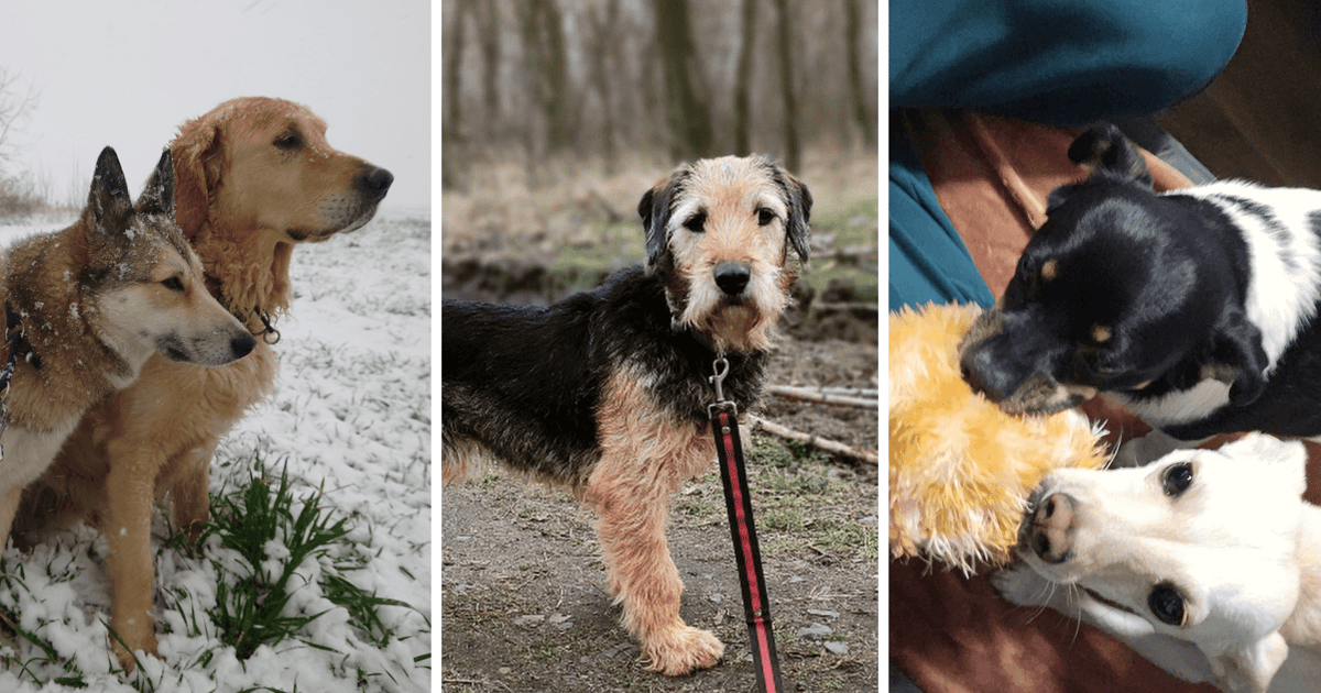 Nowy dom, nowy rozdział. Zobacz, jak adopcja odmienia życie Leo, Ory i Gucia