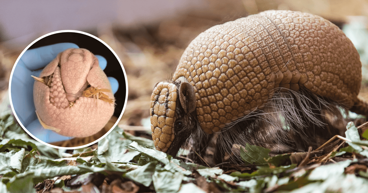 Poznajcie małego pancernika z wrocławskiego zoo | FILM