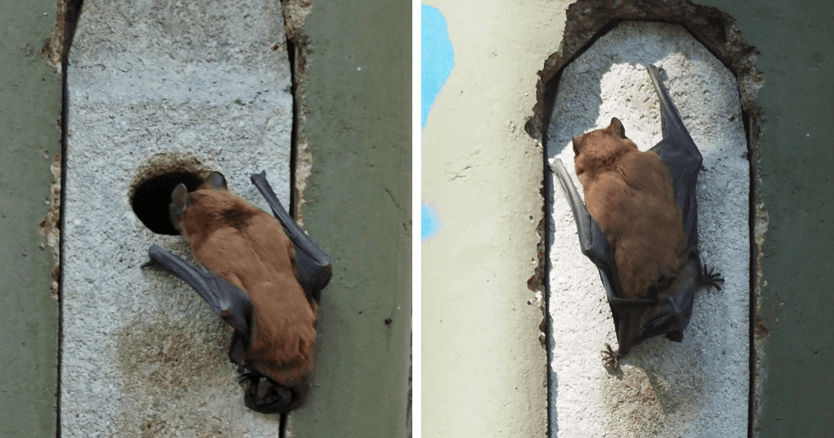 Co nietoperze robią w parku w biały dzień? Wyjaśnia specjalista | ZDJĘCIA