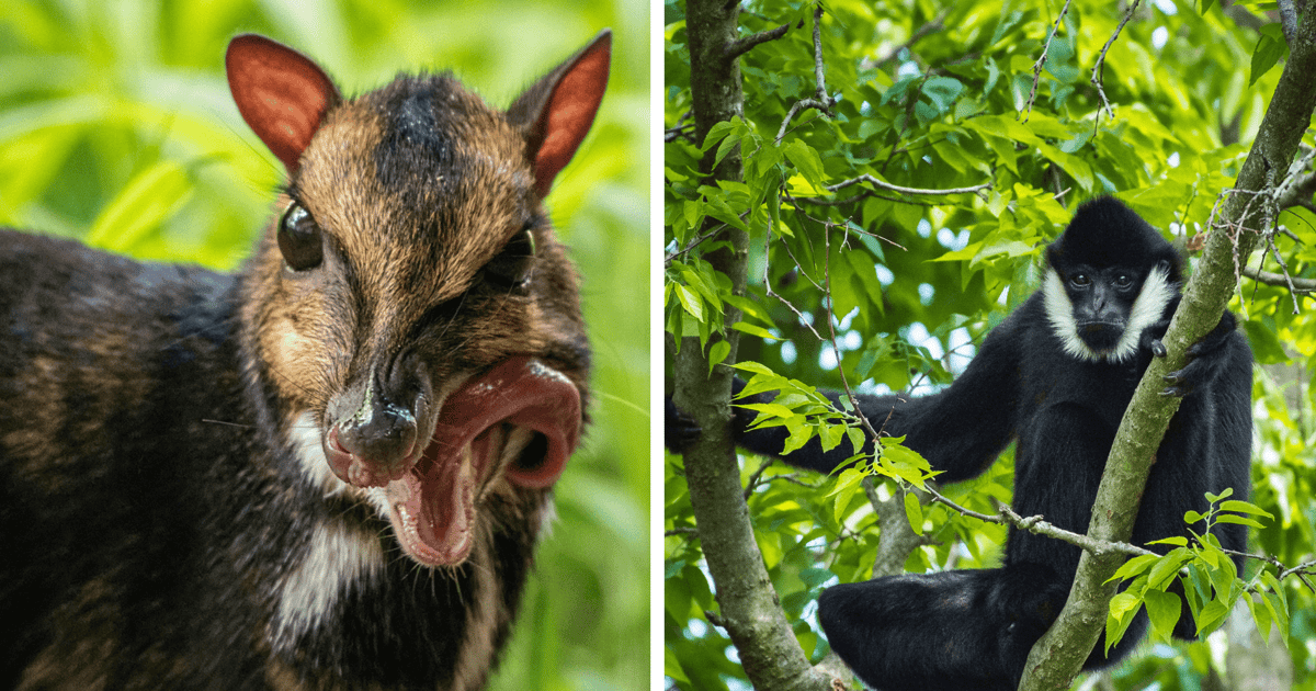 Pomóż gibonowi i myszojeleniowi. Wrocławskie zoo zaprasza na konferencję VIETNAMAZING