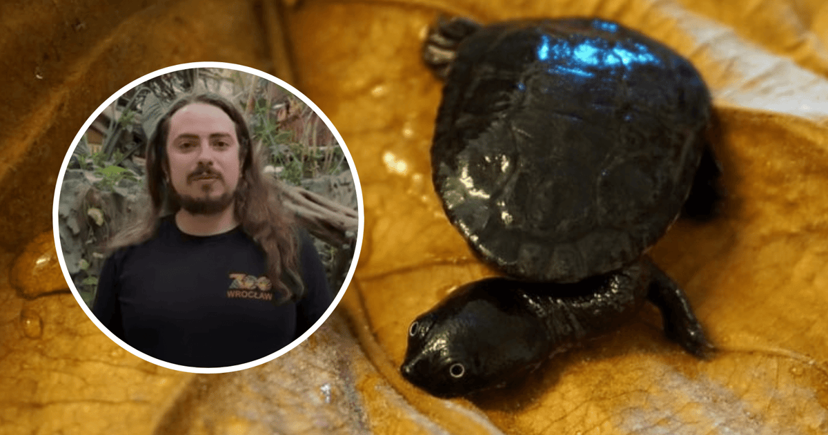 Żółwie McCorda wykluły się w ZOO Wrocław! To bardzo rzadki gatunek