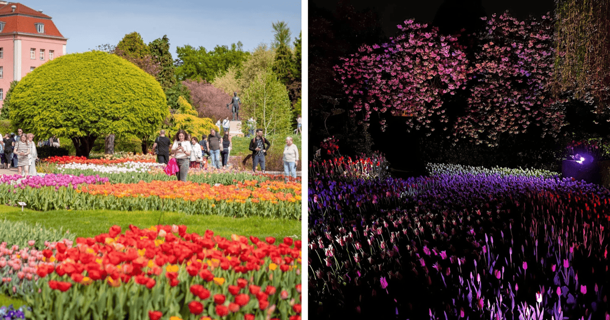 Tu dzieje się magia! Nocne iluminacje tulipanów w Ogrodzie Botanicznym