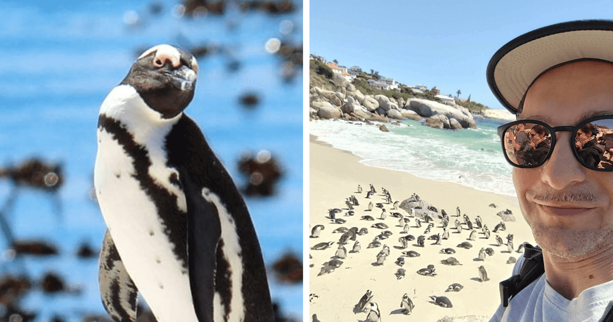 Uczcijcie Światowy Dzień Pingwina – pomóżcie tońcom