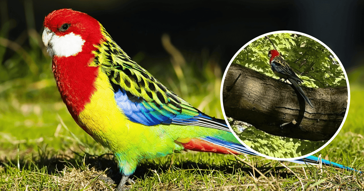 Na Wielkiej Wyspie siedzi na drzewie… kolorowa papuga. Czyja zguba?