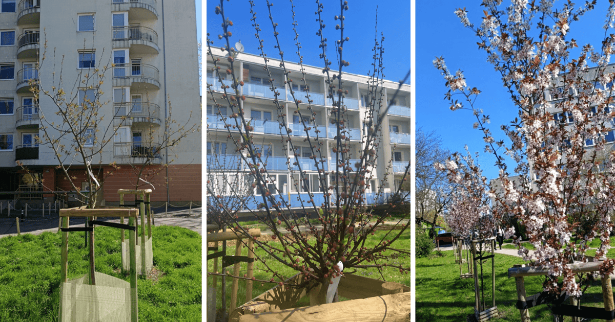 Na wrocławskich podwórkach przybyło przeszło 200 drzew