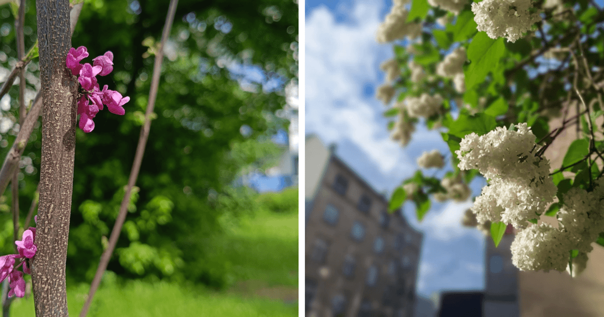 Zielenimy się coraz bardziej. Brzozy, graby, miłorzęby i nie tylko