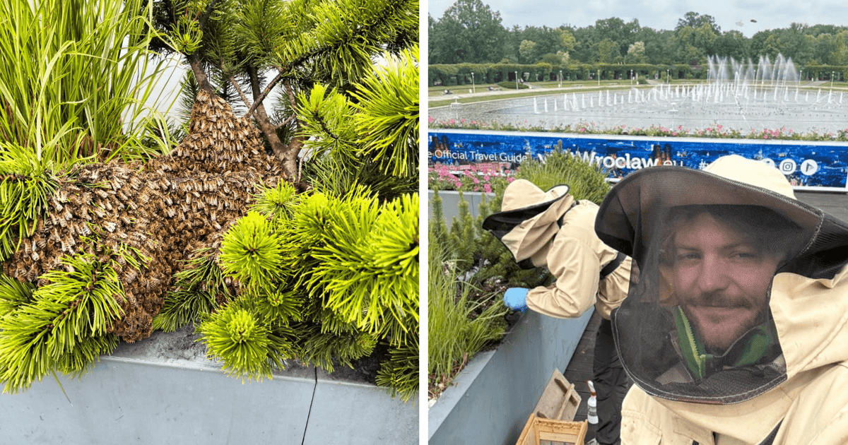 Pszczoły na gigancie mają już nowy dom. Zamieszkały w zoo | FILM
