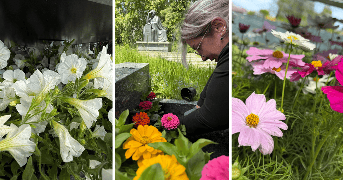 Stare Miasto całe w kwiatach |GALERIA