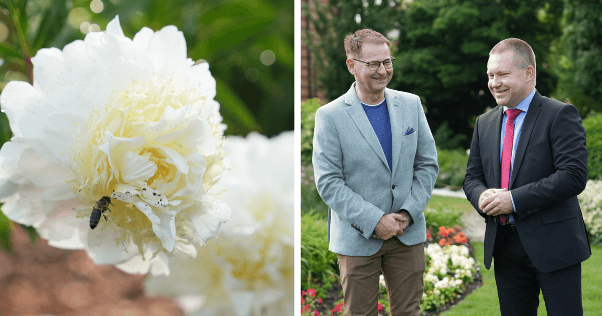 Wrocławianie mają swój kwiat! Oto wyjątkowa piwonia o nazwie „Nasz Wrocław”
